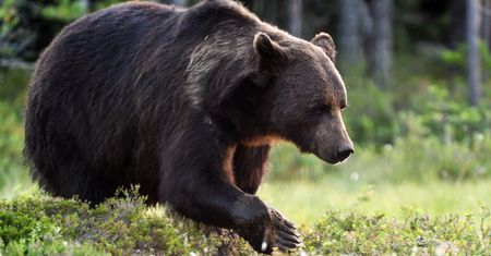 Seria spotkań z niedźwiedziami na Słowacji. Eksperci ostrzegają