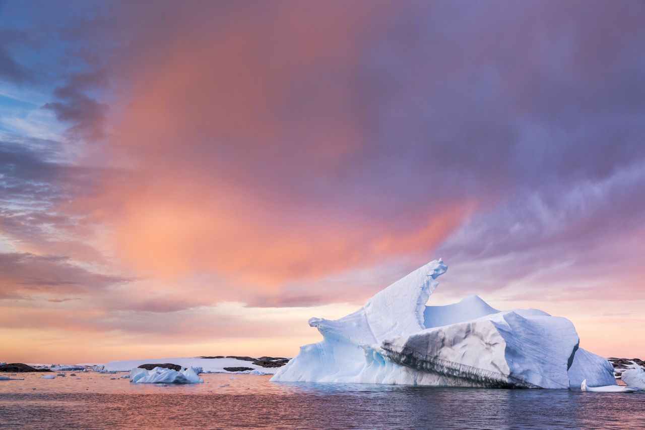 Jest już wszędzie. Mikroplastiki w jedynym owadzie Antarktydy