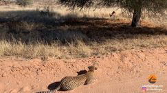 Sprytny lampart zaskoczył antylopę. Ciekawe nagranie z safari w RPA  