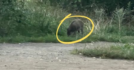 Zobaczył dziki w centrum Warszawy. Aż zrobił zdjęcie