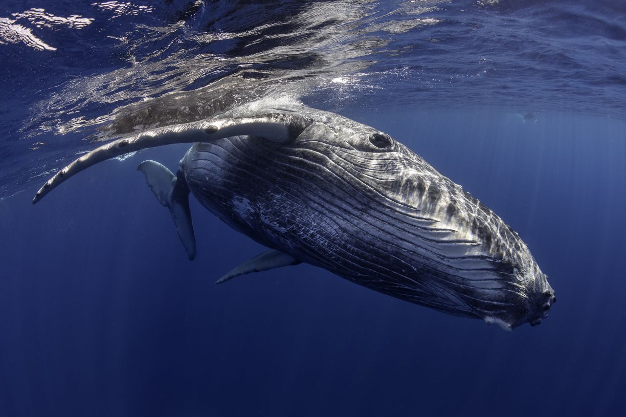 Southern right whales can defy age, living beyond 150 years