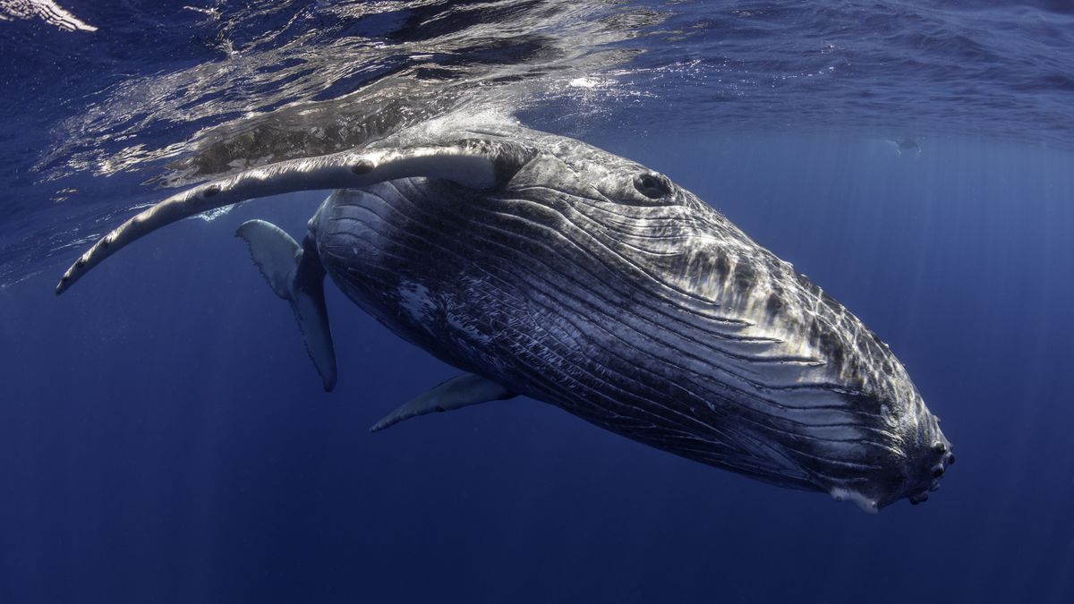 Wieloryby mogą żyć dłużej niż ludzie.