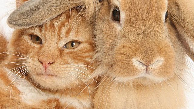 Te zwierzątka pasują do siebie tak, jakby były rodzeństwem 1