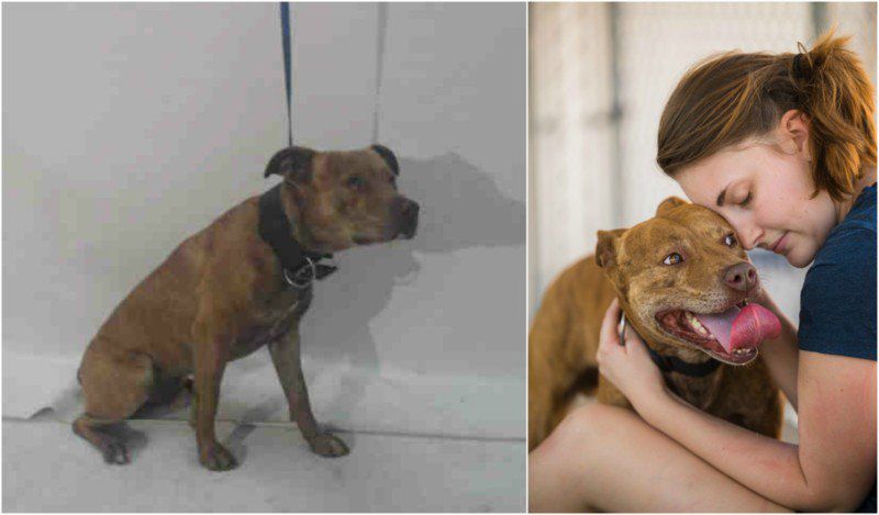 Zrób coś dobrego – sfotografuj psiaka w schronisku! O wpływie fotografii na adopcję zwierząt 11