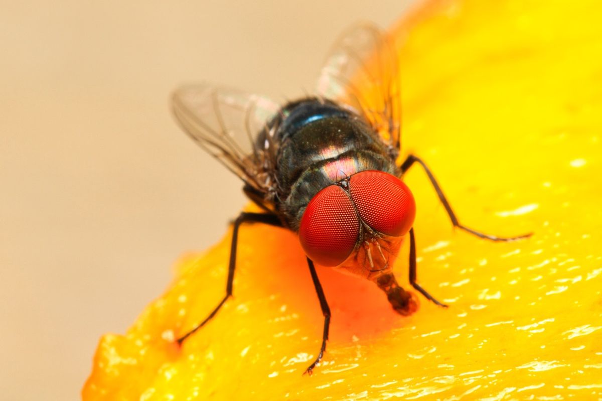 Mucha na kawałku brzoskwini 