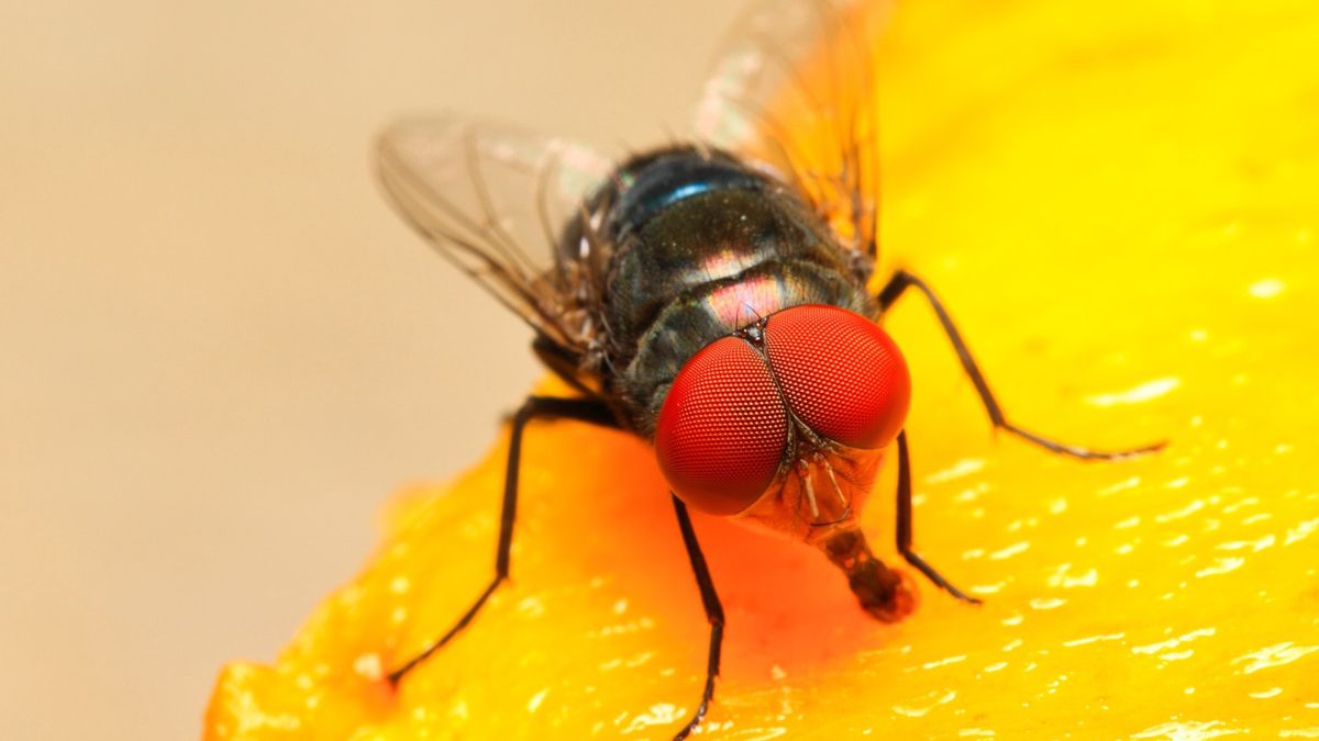 Mucha na kawałku brzoskwini 