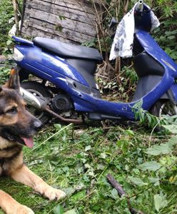 Policyjny pies znalazł skradziony skuter. To nie pierwszy taki jego sukces