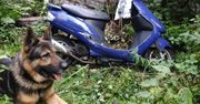 Policyjny pies znalazł skradziony skuter. To nie pierwszy taki jego sukces