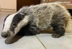 Wisła. Nietypowa akcja. Co znaleźli policjanci zamiast przestępców?