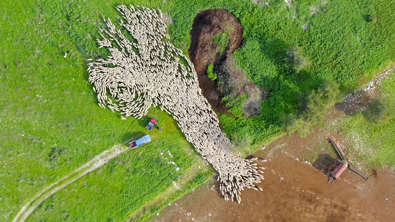 Ten widok hipnotyzuje. Fotograf przez 7 miesięcy nagrywał stado owiec z powietrza