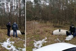 Mazowieckie. Agresywny byk prawdopodobnie zabił właściciela. Zwierzę zostało odstrzelone