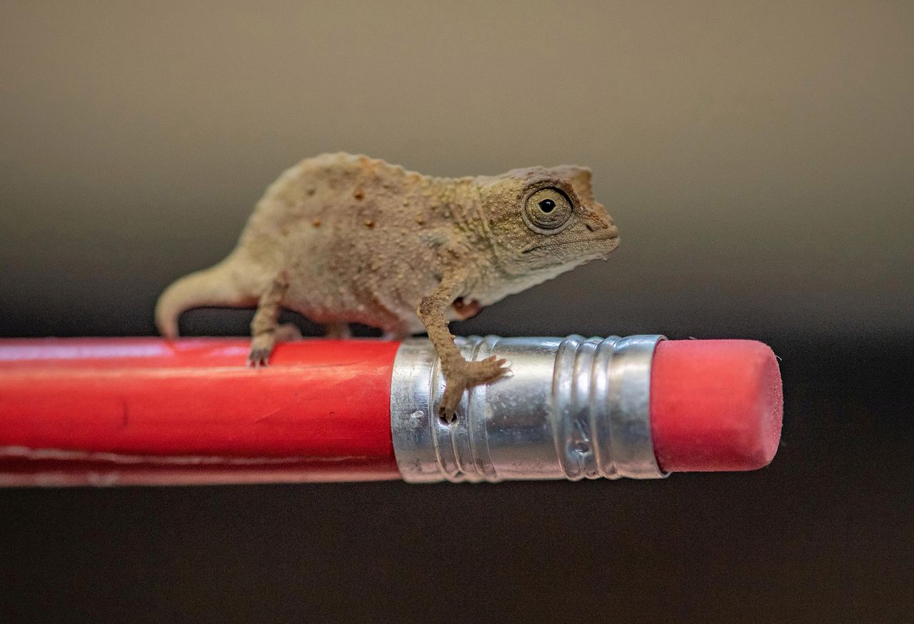 Najmniejszy kameleon świata, czyli makrofotografia w uroczym wydaniu