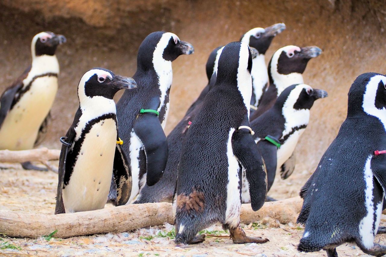 Warszawa: W Zoo budują nowy pawilon dla pingwinów przylądkowych