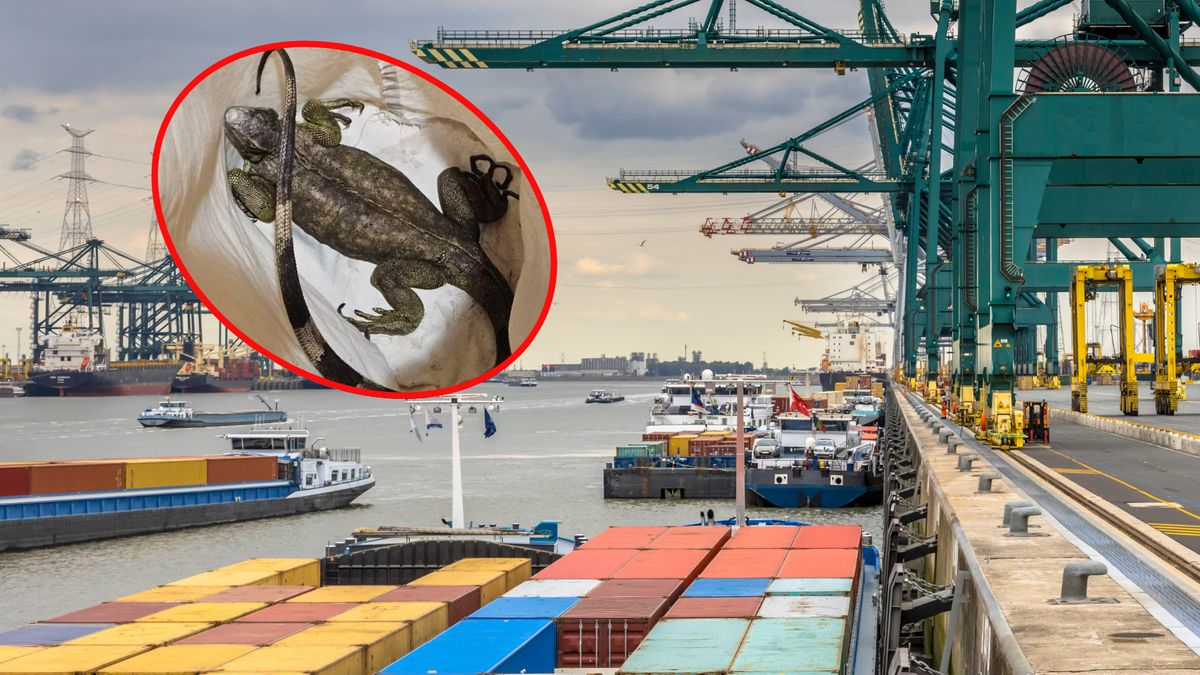 Zwierzęta zostały znalezione w porcie w Antwerpii