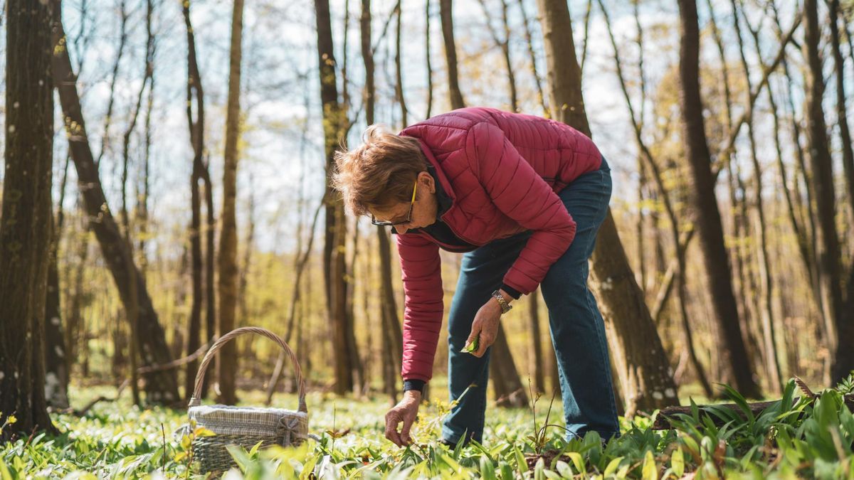 Weź duży koszyk, bo zbiory mogą być okazałe. Niepozorne ziółka bombą zdrowia