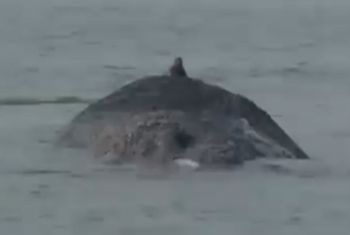 Niemcy nie dają rady. Wieloryb utknął na Bałtyku