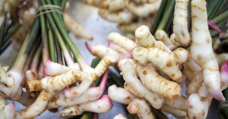 Galangal – właściwości i zastosowanie