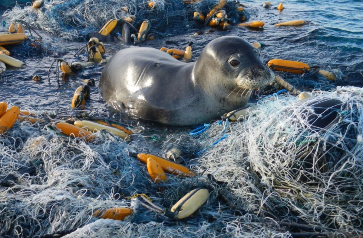 Oceans and their inhabitants are drowning in plastic.