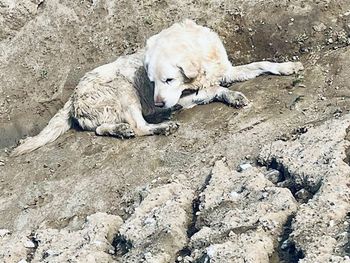 Potęgowo: Policjantki uratowały niewidomego labradora z wykopu przy torach