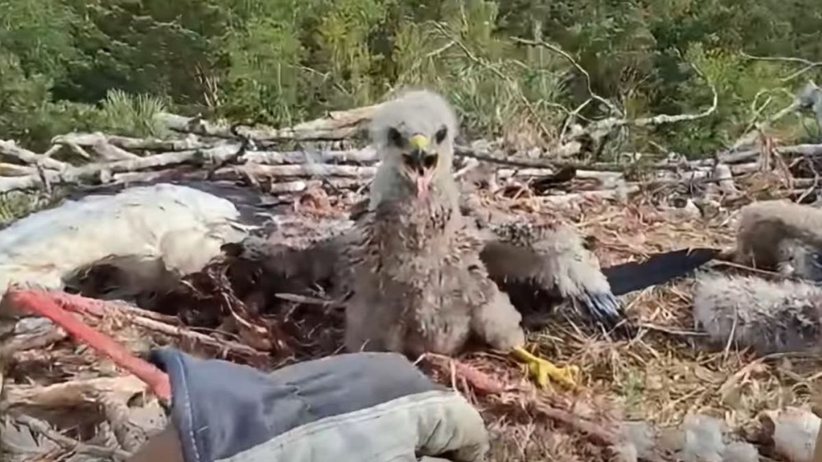 Miał być obiadem dla bielików. Stało się coś zupełnie innego