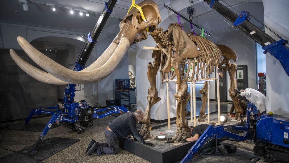 Szkielet mastodonta w Hessian Landesmuseum w Niemczech.