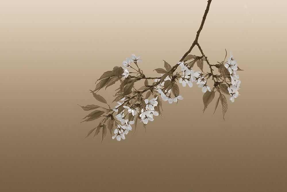 Hiroaki Hasumi przedstawia piękno Japonii w projekcie "Nippon" 3
