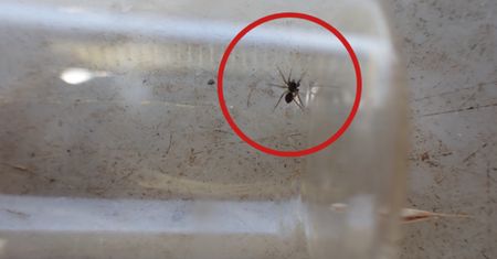 Byli pewni, że wyginął. Po 40 latach trafili na "zaginiony gatunek"