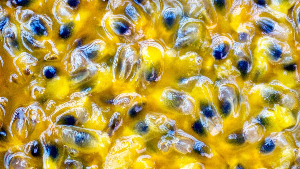 Extreme Close-Up of Passion Fruit Seeds
Extreme close-up of a bowl of raw passion fruit seeds.
photo by Pam Susemiehl