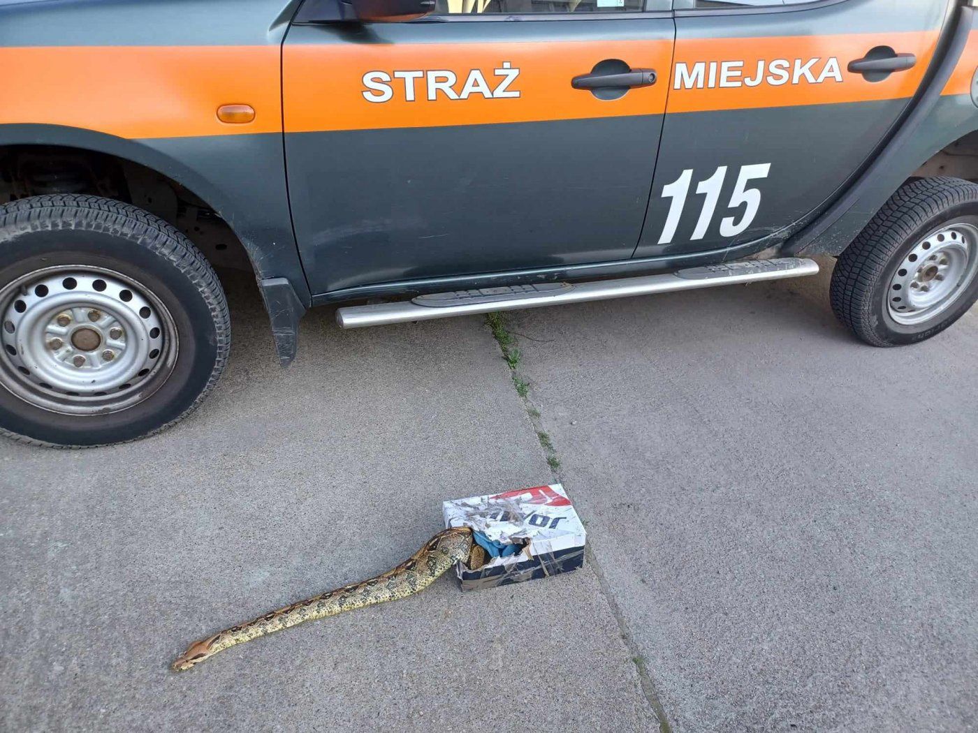 Wąż wystawał z pudełka