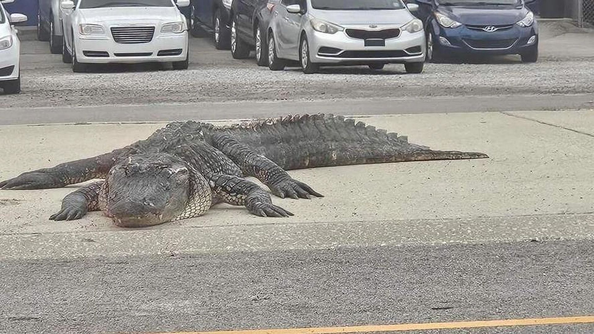 Wielki aligator powodem karambolu pod Nowym Orleanem