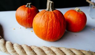 Zoo ogłasza zabawę. Na Halloween przygotuj rzeźbę z dyni