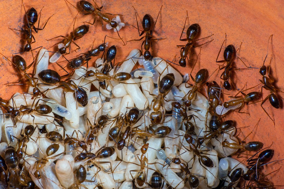 Żółte szalone mrówki 