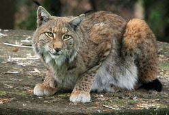 Ryś Zygmunt wędruje po Dolnym Śląsku. Pojawił się na nagraniu z Gór Sowich