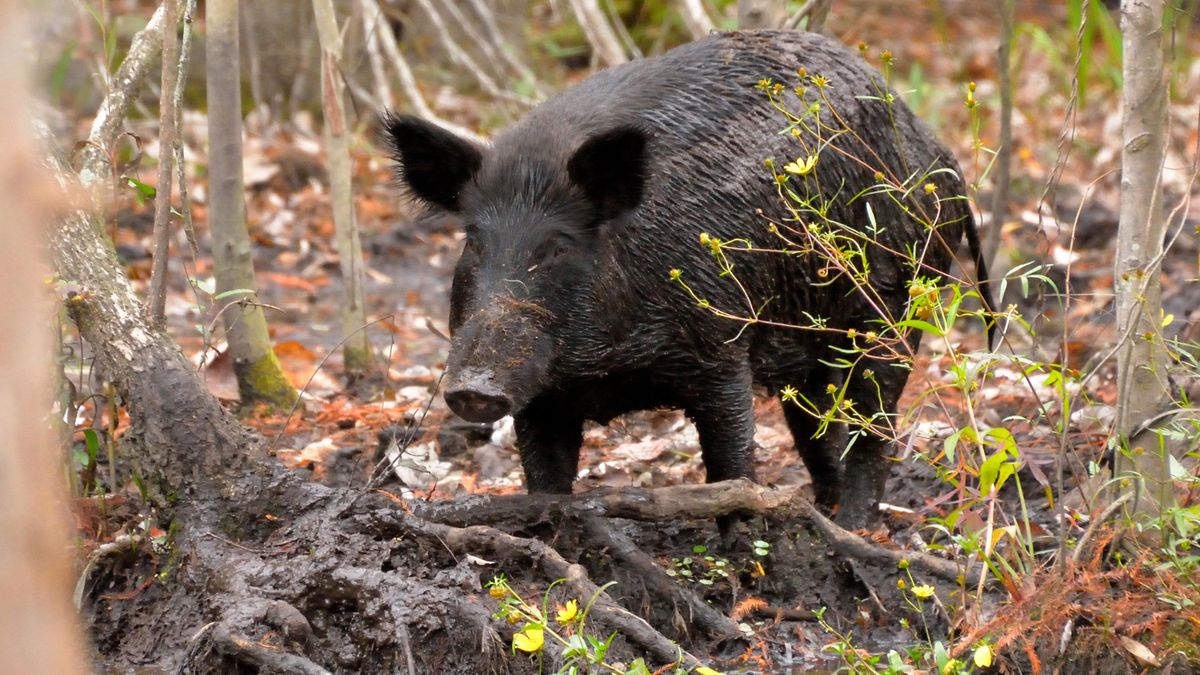 Dziki mogą wydawać specyficzny zapach