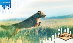 Carnilove klientem Up&amp;More