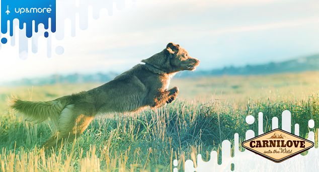 Carnilove klientem Up&amp;More