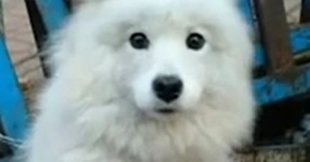 Pies miał zostać zjedzony w Chinach. Wtedy stało się to. Cały świat poruszony