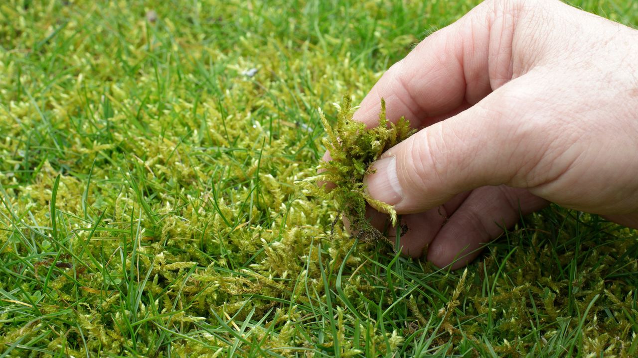 Rozgnieć i rozrzuć. Mech zniknie z całego trawnika