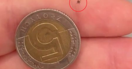 Równie groźne jak kleszcze. Właśnie zaczął się wysyp