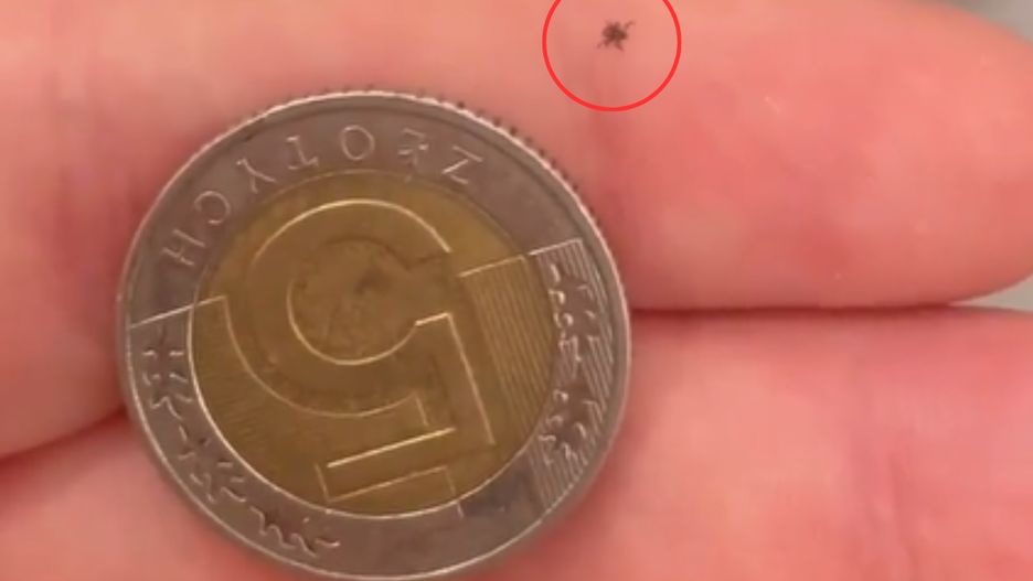 Nimfy kleszczy są równie groźne, co dorosłe osobniki