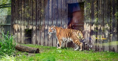Przyjechał z Pragi. Chorzowskie zoo ma nowego mieszkańca