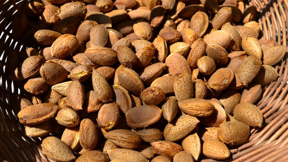 Freshly harvested almonds in a basket
Dalmatia, almonds, background, basket, diet, food, fresh, harvest, harvested, healthy, healthy snack, natural, organic, peeled, pile, raw, shell, vegan, almonds, basket, harvest, dalmatia, shell, organic, food, fresh, pile, harvested, background, healthy, healthy snack, natural, peeled, diet, raw, vegan