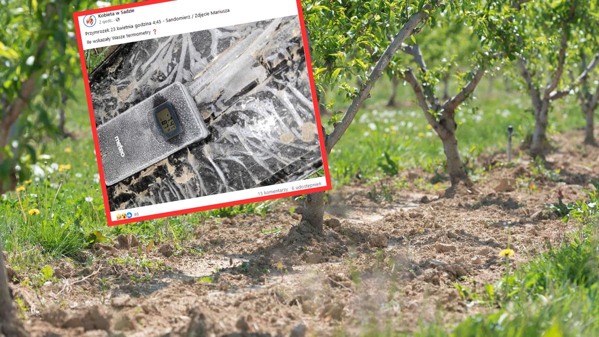 Przymrozki dobijają sadowników 