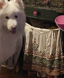 Zwierzęta domowe członkami rodziny. Nowe prawo w Hiszpanii