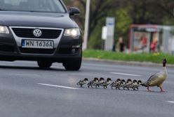 Dokąd tupta nurogęś? Czerniakowską do Wisły. Pomagają policjanci