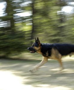 Tragedia w Lubelskiem. Kobieta prawdopodobnie została zagryziona