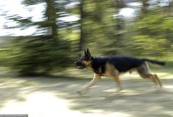 Tragedia w Lubelskiem. Kobieta prawdopodobnie została zagryziona