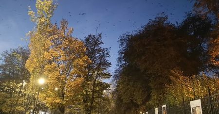 Tysiące gawronów nad Lublinem. Rano wylatują z miasta, by wieczorem wrócić do Ogrodu Saskiego