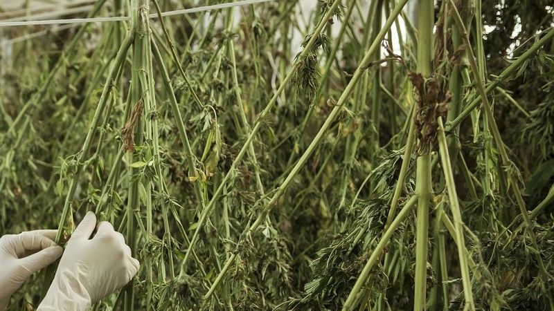suszenie konopi marihuana narkotyki