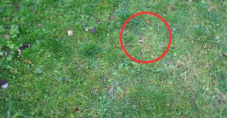 Widzisz na trawniku? Działaj, nim zrujnuje całą murawę